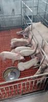 [2019-09-29] Gà ri tại TTTT SS1 mới
